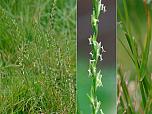 Perennial Rye-grass