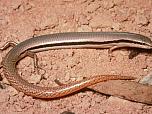 Bougainville's Skink