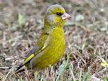 Common Greenfinch