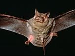 Eastern Freetail Bat