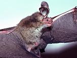 Gould's Long-eared Bat