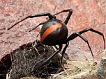 Redback Spider