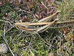 Spur-throated Locust