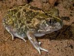 Sudell's Frog