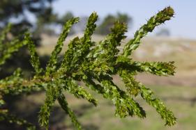 Hedge Wattle