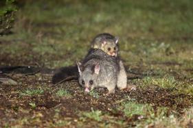 Common Brushtail Possum