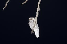 Tawny Frogmouth