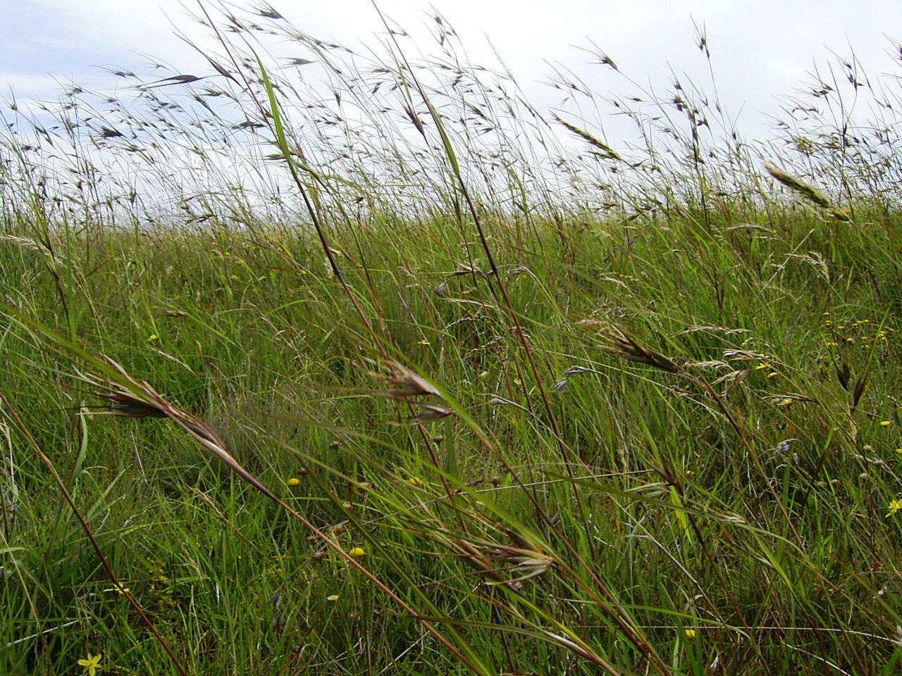 Themeda grassland (1)